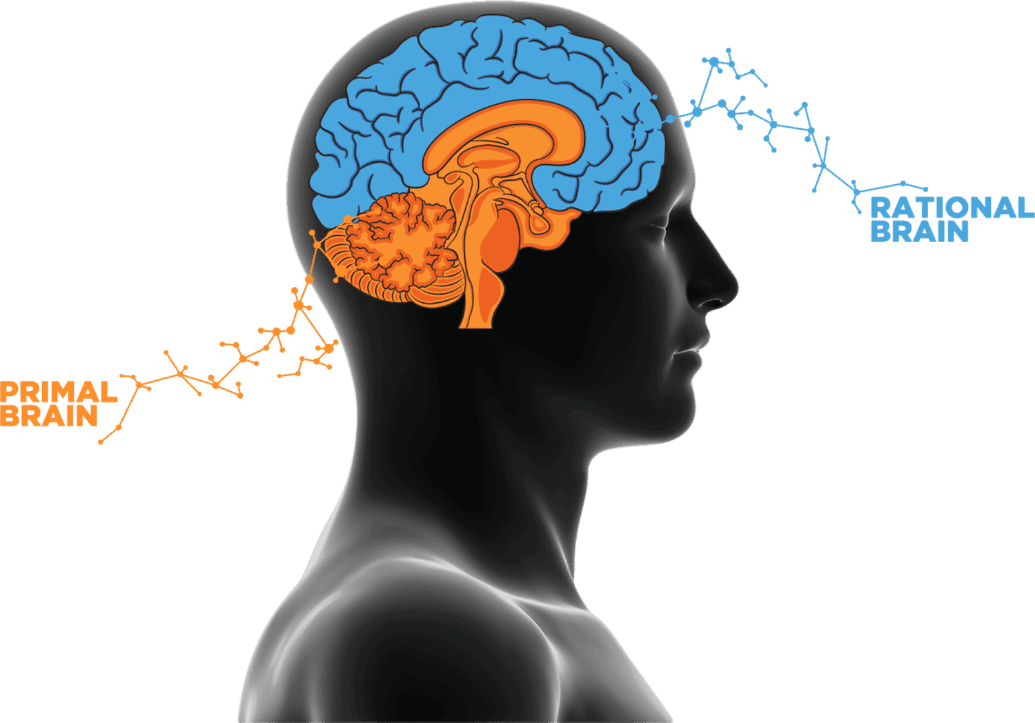 2 Brain Systems SalesBrain Capture, Convince, Close More Sales